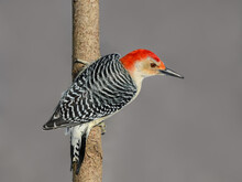 Red-bellied Woodpecker Closeup Portrait In Winter On Gray Background