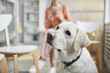 © Seventyfour - Close up portrait of white Labrador dog waiting in line at vet clinic with curious expression, copy space