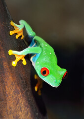 Red-eyed frog (Agalychnis callidryas) sitting on a tree log, close-up. Zoo laboratory, terrarium, zoology, herpetology, science, education. Wildlife of Neotropical rainforests