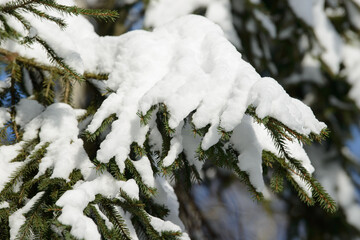 winter branches covered with snow, ice and snowflakes. frozen tree branch in winter forest. winter f