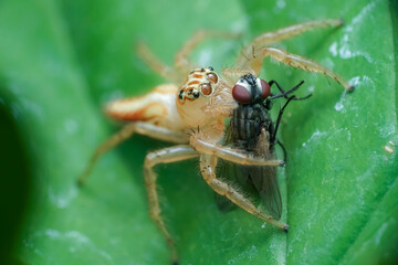 macro of a fly