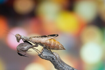 Wall Mural - macro of a fly