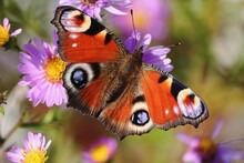 Aglais Io Or European Peacock Butterfly Or Peacock. Butterfly On A Flower. A Brightly Lit Red-brown Orange Butterfly With Blue Lilac Spots On Its Spread Wings Sits On Purple Yellow Flowers In Sunlight
