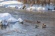 ice-free winter pond with wild ducks
