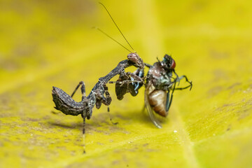 Wall Mural - mantis eating