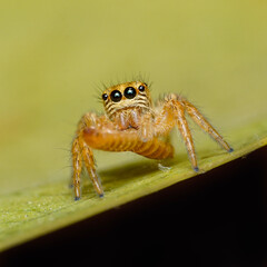 Wall Mural - spider on the web