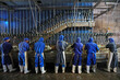 Workers are slaughtering chickens in a modern broiler slaughterhouse.