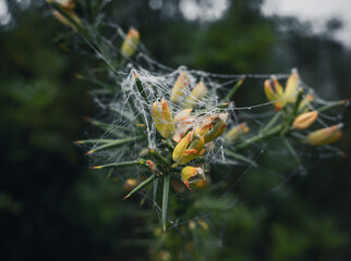 Wall Mural - Spider web woven between some dry branches, slightly dampened by dew and fog, in a Mediterranean forest, on a winter day and with a mysterious atmosphere.