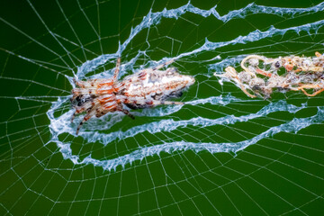spider on a leaf