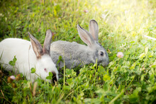 Two Rabbits, Gray And White. Rabbits Eat Grass