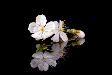 Wall Mural - Apple tree blossom isolated on black background, close up. White delicate spring flowers.