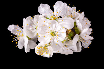 Wall Mural - Apple tree blossom isolated on black background, close up. White delicate spring flowers.