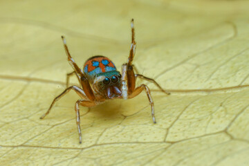 macro of a bug