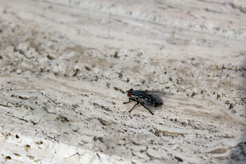 house fly on stone counter top