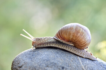  snail crawling on the stone