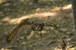 Ptak sowa Puchacz (Bubo Bubo) w Parku Leśnych niespodzianek w Ustroniu