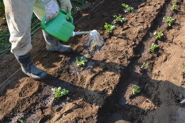 Poster - This and that of the work in the vegetable garden. From soil preparation to harvesting.