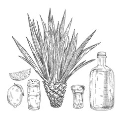 Glass and bottle of tequila. Salt shaker and lime. Hand drawn sketch illustration.