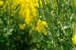 Blooming rapeseed (Brassica napus) field in Poland. Canola oilseed rape flowers in front of green stalks. 