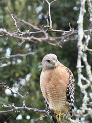 Wild Red Tailed Hawk In Northern California High Quality 