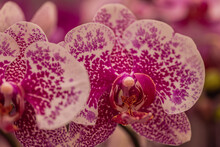 Multi Color Moth Orchids Or Phalaenopsis Closeup
