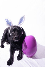 Dog In Bunny Ears For The Easter Season In Spring Black Labrador Retriever With Purple Easter Egg