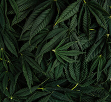 Marijuana Leaf Still Life
