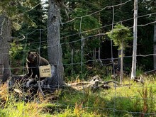 Coola Bear Behind The Electric Fence In Grouse Mountain Habitat