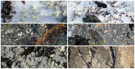 Wall Mural - Set of natural textures. Lichen and stones in the snow. Collection of panoramic natural backgrounds for design. Winter tundra in the Arctic. Nature of Polar region.