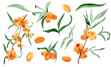 Set Of Hand Drawn Watercolor Sea Buckthorn Illustrations  For Paper, Invitations And Cards. 