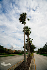 Canvas Print - Beautiful palm trees and cloud in the winter of Florida	