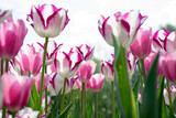 Fototapeta Tulipany -  spring blooming white, pink and red tulips, bokeh flower background. Selective focus bright colors.