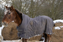 Closeup Shot Of A Horse Wearing A Blanket In The Snow