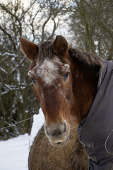 Canvas Print - Vertical shot of a horse wearing a blanket in the snow