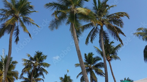 palm trees against sky © Leandro