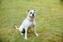 American Bulldog On Green Lawn. White Bulldog In The Garden. Live With A Dog In The Country, In A House With A Garden 