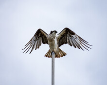 Low Angle Shot Of A Hawk Perched On A Post With Its Wings Wide Open