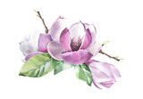 Fototapeta Dziecięca - Watercolor Floral Elements Magnolia Flower on White Background
