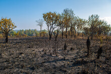 The Condition Of The Evergreen Forest That Was Burnt In The Dry Season