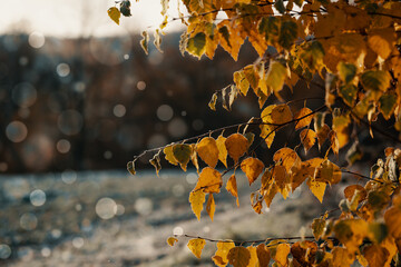 Wall Mural - Yellow autumn leaves with bokeh effect