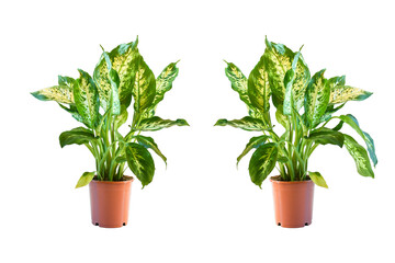 Dieffenbachia,Indoor house plant growth in brown plastic pot with green leaves on white background isolated and clipping path.  Plant grow in places such as residences and offices.  