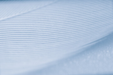 bird feather on blue background