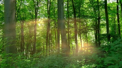 Wall Mural - Walking in the beautiful sunny forest, tracking shot with glidecam