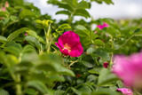 Fototapeta  - Kwiat rose roślin zieleń