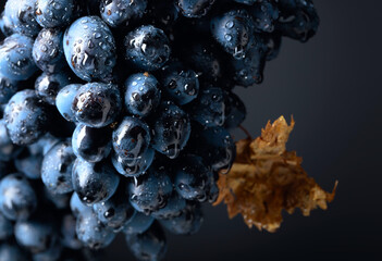 Poster - Wet dark blue grapes with dried leaf on a black background.