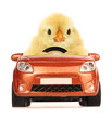 © Uros Petrovic - Cute chick is driving car funny conceptual photo isolated on white background