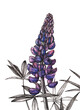 Decorative hand drawn lupine flower, design element