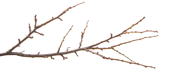 dry branch of the plum tree. isolated on white