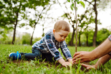 Cute child plants young tree with grandfather  in the garden. Planting a family tree. Spring concept, nature and care.
