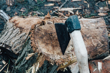 harvesting firewood for the winter ax nature outdoors for a fire